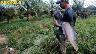 REKKOR PERTAMA KALI  TERTANGKAP NYA IKAN LEMBAT PURBA DI PARIT KEKERINGAN [upl. by Janetta]