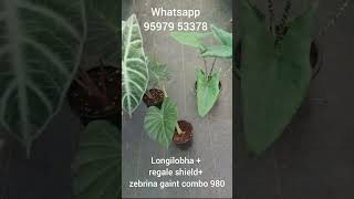 Alocasia Combo Sale  Big Plants  WhatsApp 9597953378 RitasGarden alocasia viralvideo [upl. by Etteniuqna]