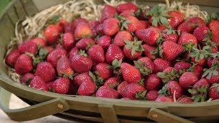 How to Grow Strawberries  Mitre 10 Easy As Garden [upl. by Sileray290]