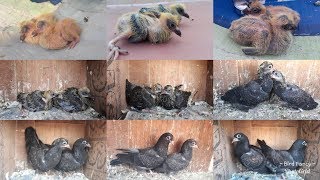 Day to Day Growth of Black Pigeons 30 Days [upl. by Robson]