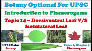 Dorsiventral Leaf vs Isobilateral Leaf Morphological amp Anatomical Difference Monocot amp Dicot Leaf [upl. by Robinette]