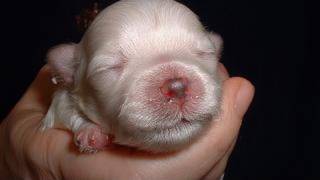 CUTE PUPPIES 2 Weeks Old Twitching and Eating Solid Food [upl. by Stearne]