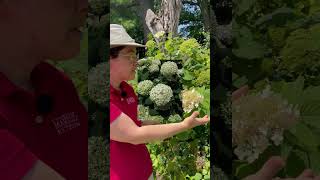 Lacecap vs Mophead Hydrangea Flowers Whats Good for Pollinators [upl. by O'Grady]