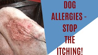 Dog allergies  how to stop itching [upl. by Dong]