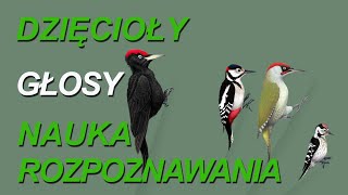 Dzięcioły polskie najpopularniejsze polskawieś education ptakipolski śpiewptaków ptaki [upl. by Esilec]