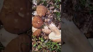 Bollata Boletus aestivalisporcini stupendi [upl. by Kalk]