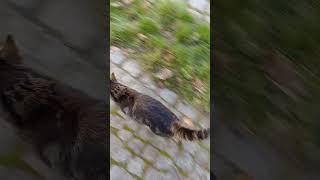 Katzen besuch draußen vor der tür [upl. by Assennej]