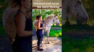 Untamed drafthorse ran off… but learns how to regulate this time abandoned equestrian training [upl. by Gloria]