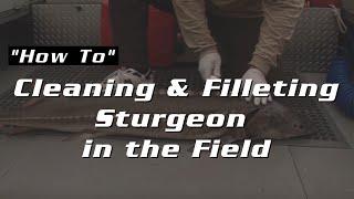 Cleaning amp Filleting Sturgeon [upl. by Cost]