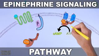 Epinephrine Signaling Pathway [upl. by Attelrahc]