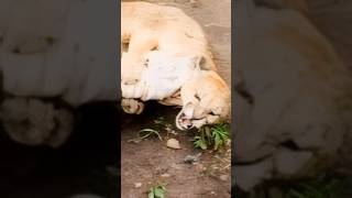 Dogo Argentino Cazando A Un Puma 🦮 [upl. by Culbertson]