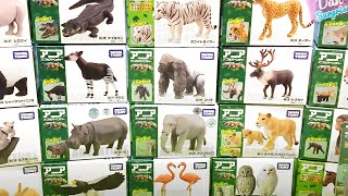 Wild Animals  Rhino Gorilla Okapi Zebra Cheetah Elephant Reindeer Lioness Owl Flamingo [upl. by Eilasor]