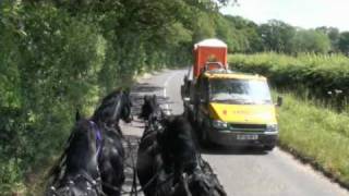 Driving a team of Friesian stallions [upl. by Ailegna]