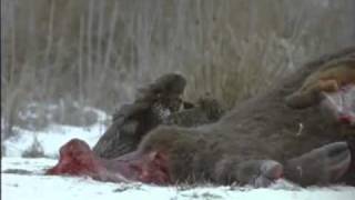 Goshawk vs Buzzard [upl. by Peter]