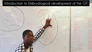 Introduction to embryological development of the GIT  Development of the esophagus [upl. by Gannon]