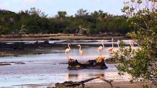 Aldabra Flamingos [upl. by Eveivenej]