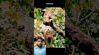 लायन jump😱😱 wildlife slothlove animals sloth leopard cheetah disney ashukumarvlogs [upl. by Hayikat]