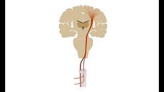 Diagnosing amyotrophic lateral sclerosis ALS [upl. by Ttebroc]