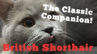 The Classic Companion The British Shorthair’s Timeless Charm [upl. by Aspasia]