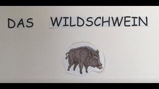 Tiere des Waldes  Das Wildschwein [upl. by Atnwahsal]