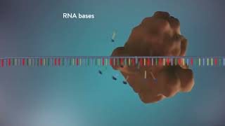 DNA replication 3D Animation for Students Semiconservative Method of DNA replication [upl. by Taber]