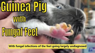 Foot and Ear Fungus in Guinea Pigs [upl. by Jariah]