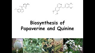 Biosynthesis of Papaverine and Quinine [upl. by Ettesil]