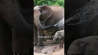 Elephantine Surprises 7 Crazy African Elephant Facts wildlife nature animals [upl. by Travis]