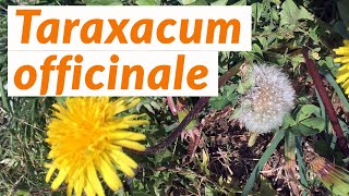 🐝 Diente de león TARAXACUM OFFICINALE  Conoce las PLANTAS BIOINDICADORAS Shorts [upl. by Ynaffi180]