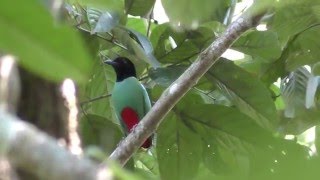 Hooded pitta [upl. by Wailoo]