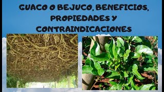 GUACO O BEJUCO BENEFICIOS PROPIEDADES Y CONTRAINDICACIONES [upl. by Soren779]