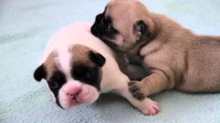 Französische Bulldoggen Welpen  2te Woсhe  French Bulldog Puppies two Week  щенки бульдога [upl. by Adieno]