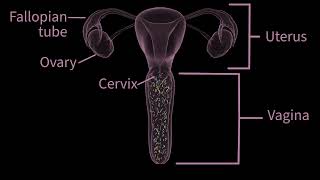 FDACleared AtHome Insemination How PherDal Works [upl. by Rammus826]