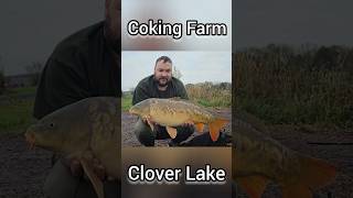 Shenanigans at Coking Farm carpfishing mirrorcarp [upl. by Enywad]