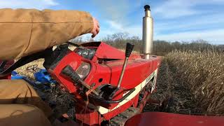 IH 1466 Gets a Chance to Pull the Deere 300 Cornpicker [upl. by Sum]