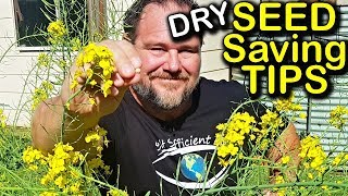 Seed Saving Tips Ep 1  Dry Seeds  Organic Gardening [upl. by Ahsenat928]