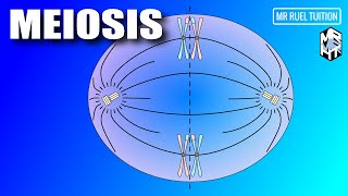 Meiosis  Meiosis I and Meiosis II  Cell Division [upl. by Mundford250]