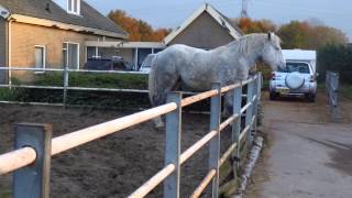 Percheron Hengst Amour [upl. by Agretha]