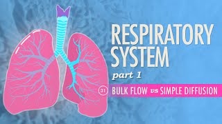 Respiratory System Part 1 Crash Course Anatomy amp Physiology 31 [upl. by Lazaro]