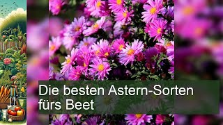 Die besten AsternSorten fürs Beet [upl. by Maryanna]