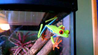 Redeyed tree frog climbing [upl. by Abbotsen269]