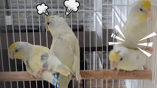 Forpus bird breed What are the beautiful birds playing parrot bird forpus mating [upl. by Akkin411]