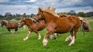 1 HOUR of HAPPY HORSES to Make Your Day Better [upl. by Ellebasi]