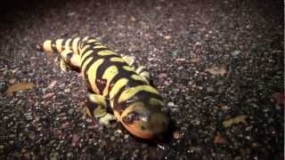 Metamorphosis Amphibian Nature Documentary [upl. by Araic537]