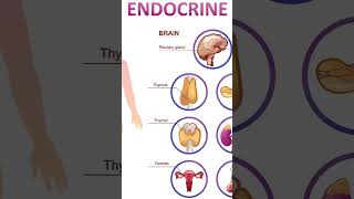 INTRODUCTION TO ENDOCRINE SYSTEM [upl. by Wit]