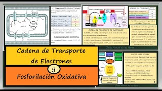 Cadena de Transporte de Electrones y Fosforilación Oxidativa Biología 2 Bachillerato Catabolismo [upl. by Nebe]