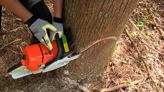 How to Fell a Tree with a Chainsaw [upl. by Jacinda273]