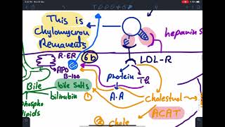 Lipoprotein Transport  KSAUhs 2021  Endocrine block [upl. by Eatnoj]