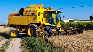 New Holland TX 66 Trebbiatura orzo  Treierat orz 2023 Harvester [upl. by Zealand]