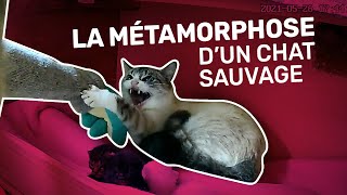 La métamorphose dun chat sauvage [upl. by Eeliah]